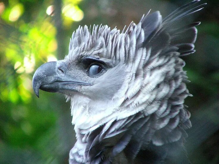 Птица гарпия фото и описание Harpia (Harpia harpyja) Harpy eagle, Largest bird of prey, Animals beautiful