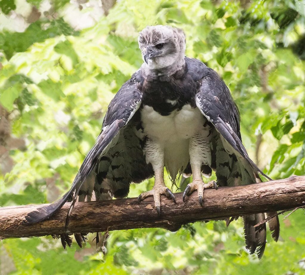 Птица гарпия фото и описание 9K0A9816 Harpy Eagle, Harpia harpyja. Although the range w. Flickr