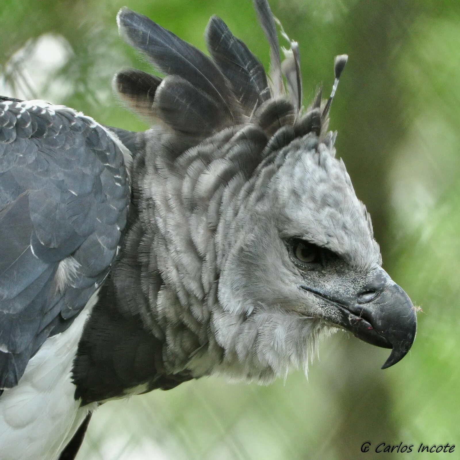 Птица гарпия фото и описание Gavião real, Hárpia (Harpy Eagle) Harpy eagle, Pet birds, Birds of prey