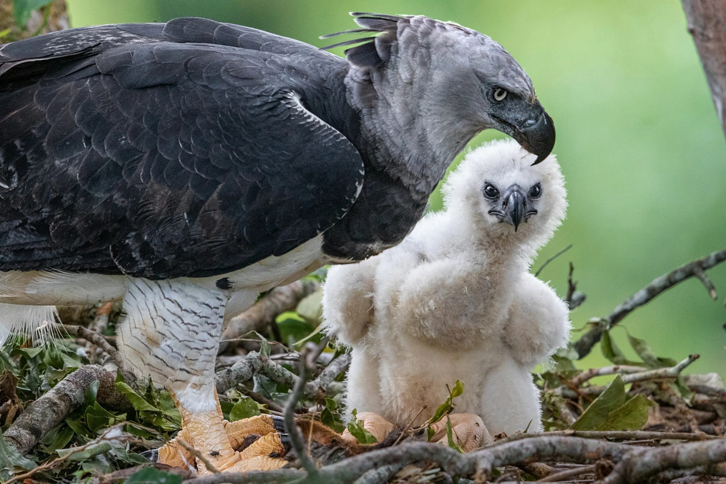 Гарпия - существо из мифов или реальная хищная птица? Harpy eagle, Eagle, Rainfo