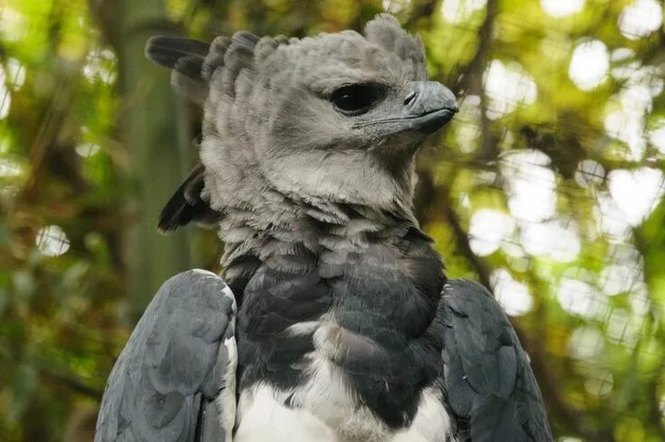 Птица гарпия фото и описание Южноамериканская гарпия Animales en peligro de extincion, Aguila harpia, En peli