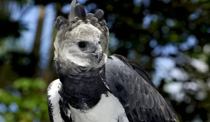 Птица гарпия фото и описание What Animals Live In The Amazon Rainforest? Aguila harpia, Aguila arpia, Aguila