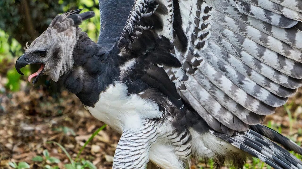 Птица гарпия фото и описание Top 10 Most Dangerous Birds in the World - YouTube