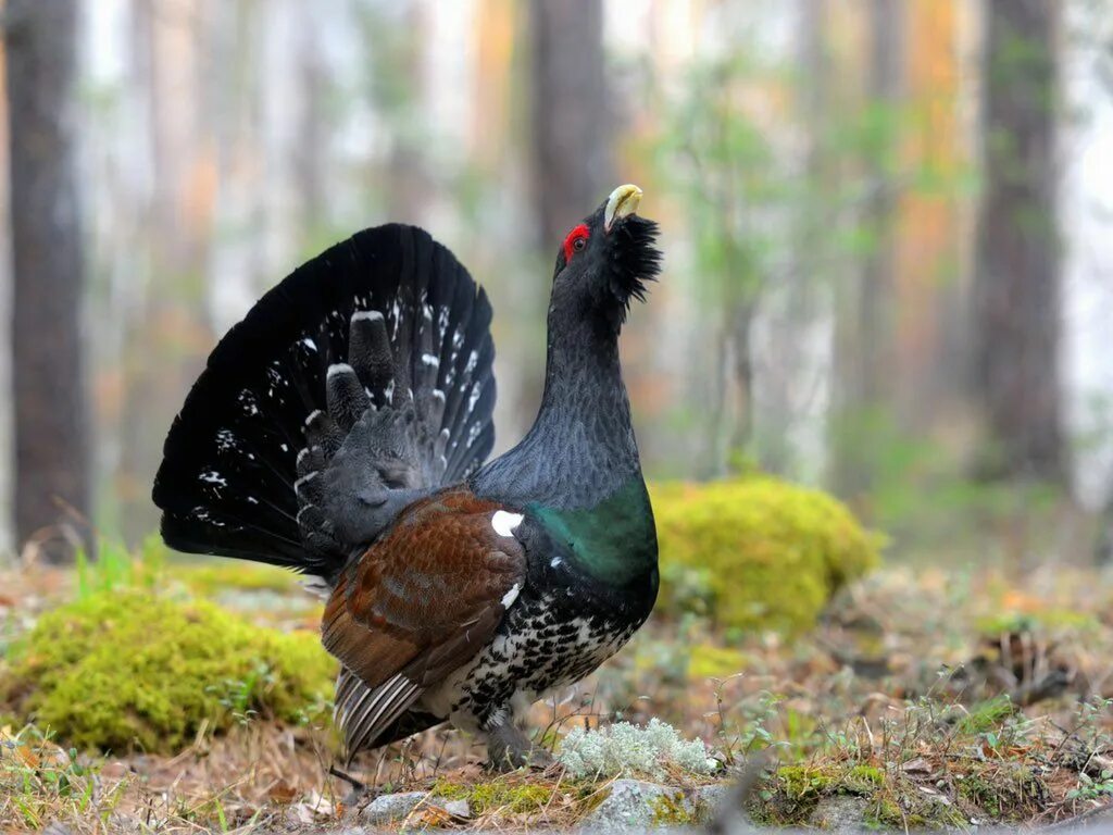 Птица глухарь фото и описание grouse Funny animals, Animals, World photography