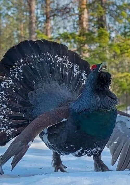 Птица глухарь фото и описание Black Pheasant.. Finland Wildlife pictures, Pet birds, Beautiful birds