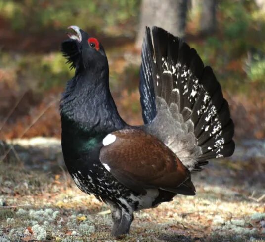 Птица глухарь фото и описание Capercaillie (Tetrao urogallus)