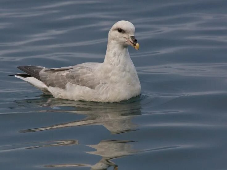 Птица глупыш фото Northern Fulmar Fulmarus glacialis - Google Search Animals, Birds, Penguins