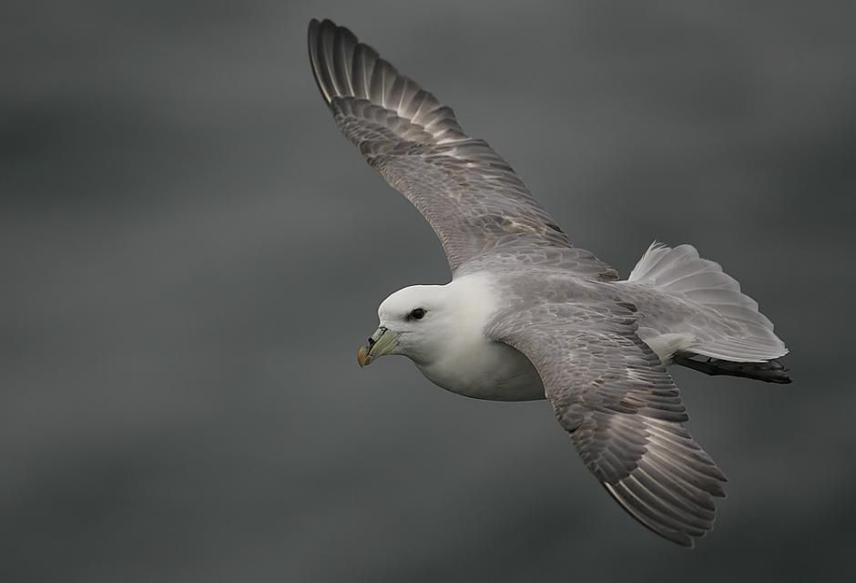 Птица глупыш фото Northern Fulmar in flight Common birds, Birds, Animals