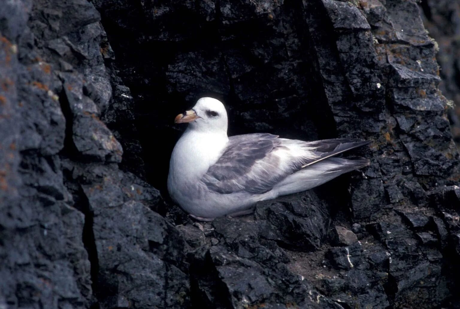 Птица глупыш фото Free picture: norther, fulmar, bird, fligt, fulmaris glaciallis