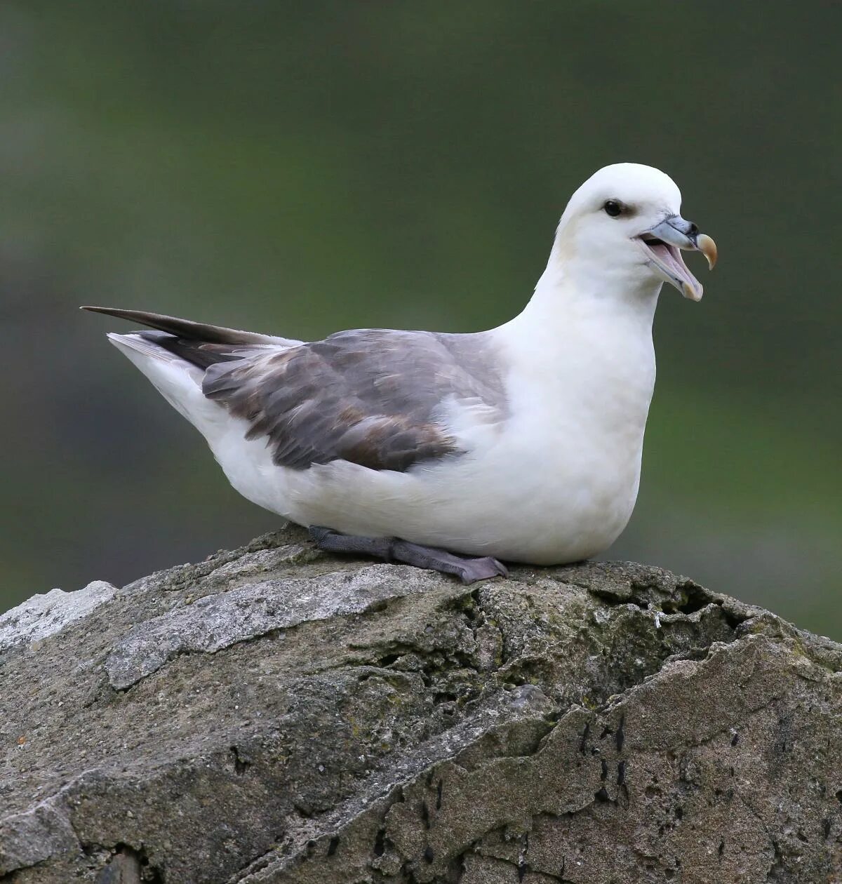 Птица глупыш фото Northern fulmar New Zealand Birds Online