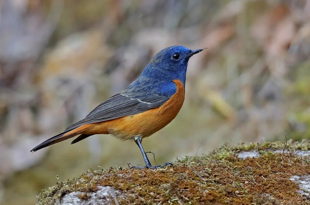 Птица горехвостка фото Blue-fronted redstart (Phoenicurus frontalis) 蓝 额 红 尾 鸲 Flickr