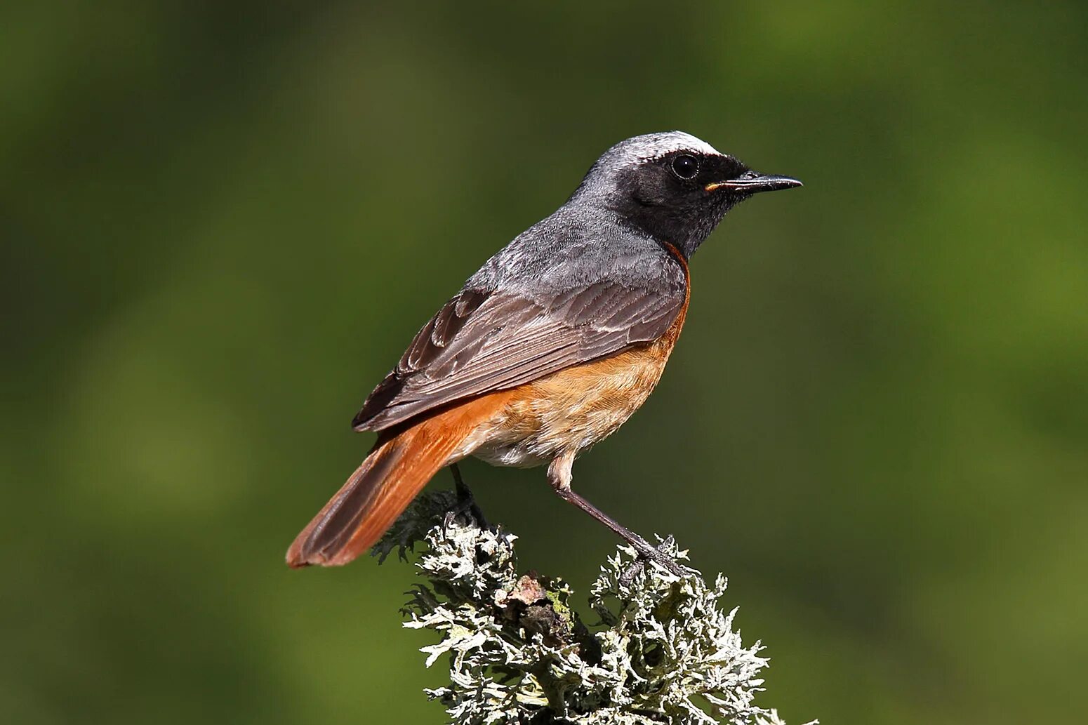 Птица горехвостка фото Migrating birds can’t keep up with an earlier spring in a changing climate - Car