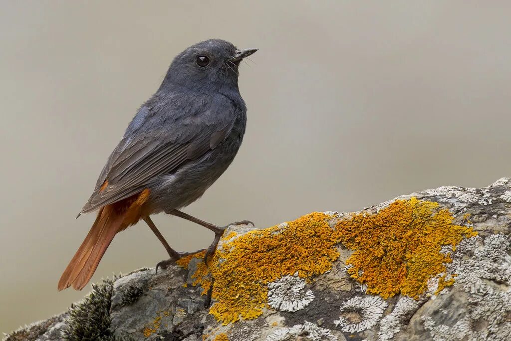 Птица горехвостка фото Plumbeous Redstart - Rhyacornis fuliginosa - 红 尾 水 鸲 A portra. Flickr