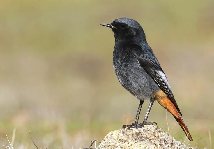 Птица горехвостка фото Rabirruivo-preto (Phoenicurus ochruros) Beautiful birds, Birds, Avian