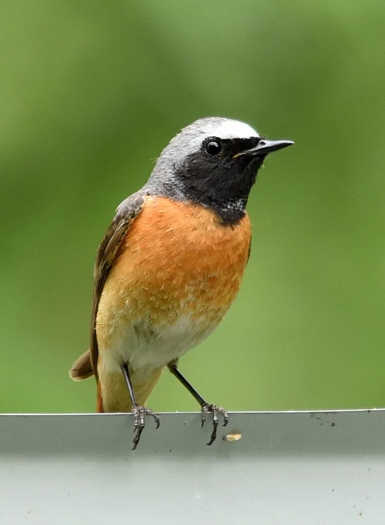 Птица горихвостка фото и описание Eurasian Redstart (Phoenicurus phoenicurus). Birds of Siberia.