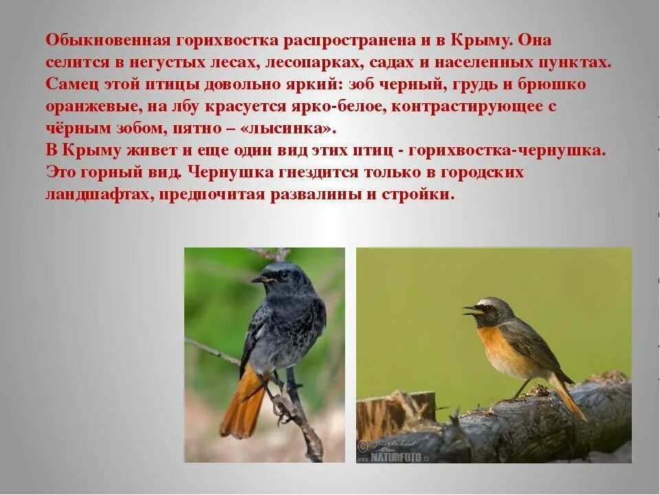 Птица горихвостка фото и описание Обыкновенная горихвостка птицы 57 фото - ZooClever.ru