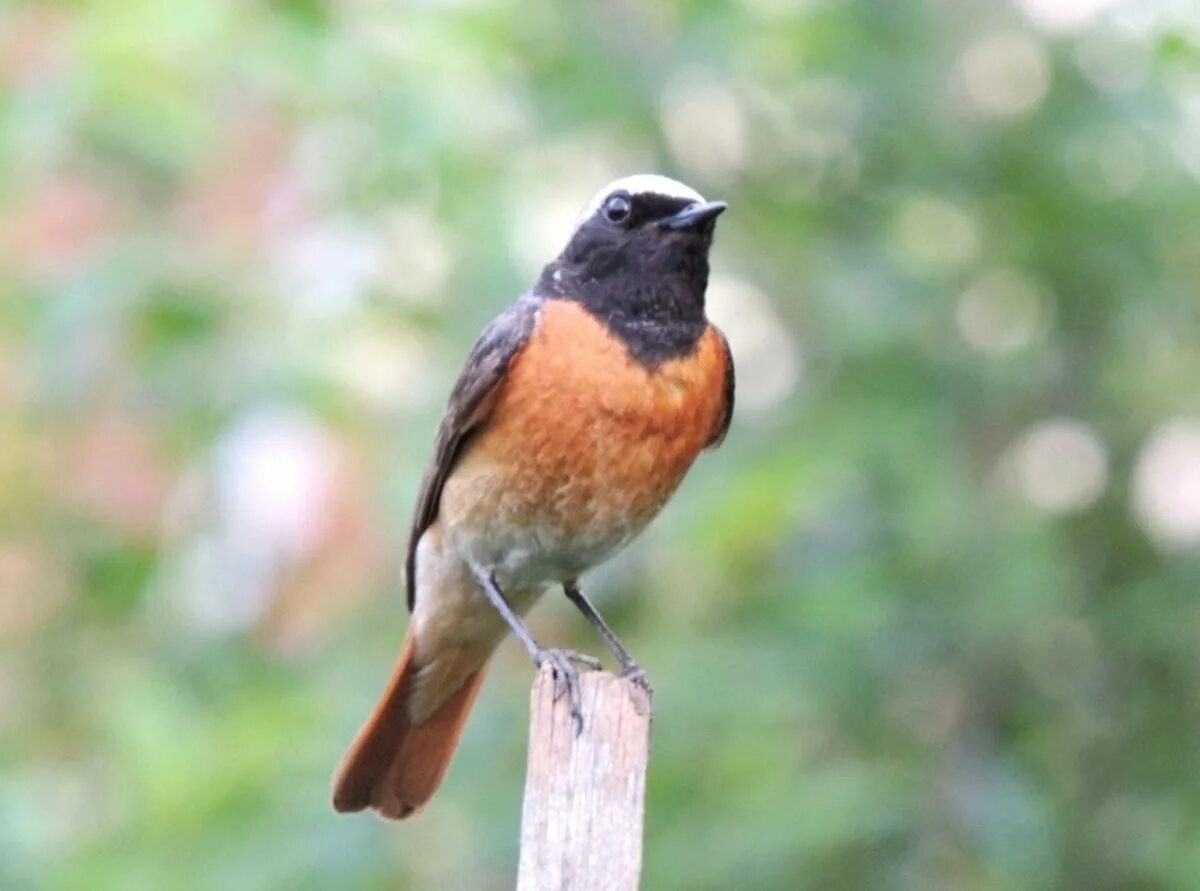 Птица горихвостка фото и описание Eurasian Redstart (Phoenicurus phoenicurus). Birds of Siberia.