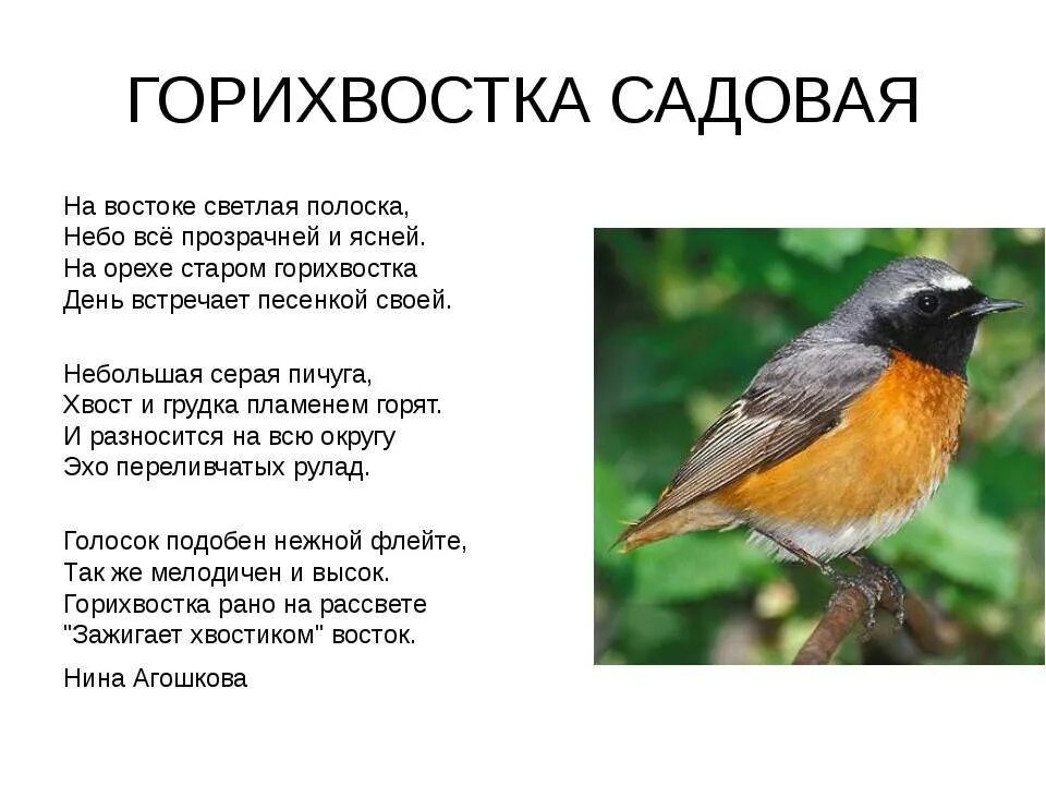 Птица горихвостка фото и описание Обыкновенная горихвостка птицы 57 фото - ZooClever.ru