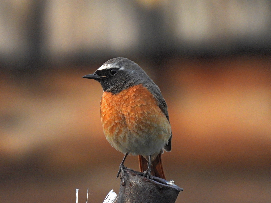 Птица горихвостка фото и описание Eurasian Redstart (Phoenicurus phoenicurus). Birds of Siberia.