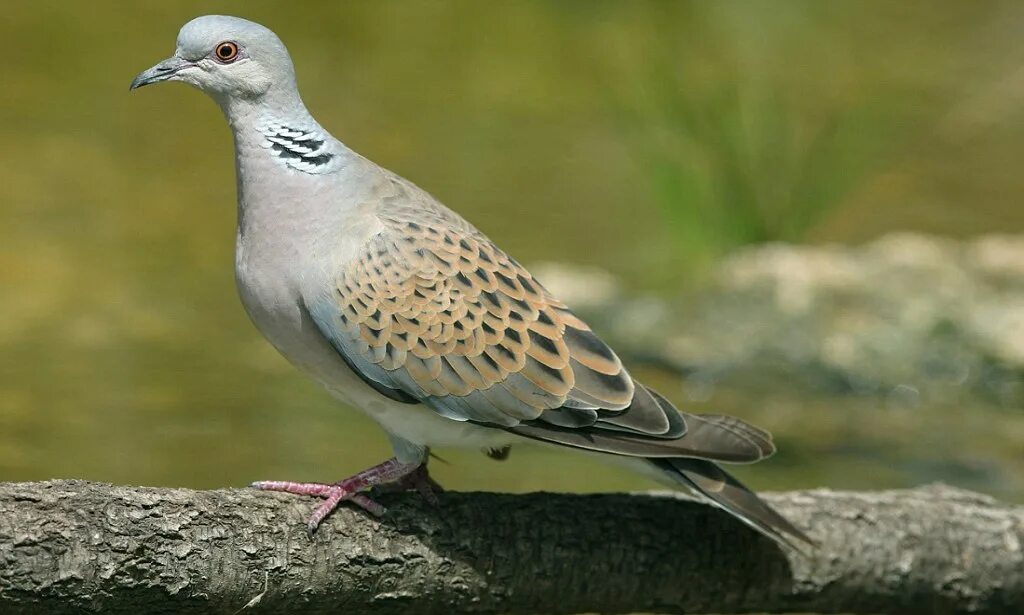 Птица горлица фото и описание Symbol of love and peace silenced as the turtle dove vanishes from the skies Dai