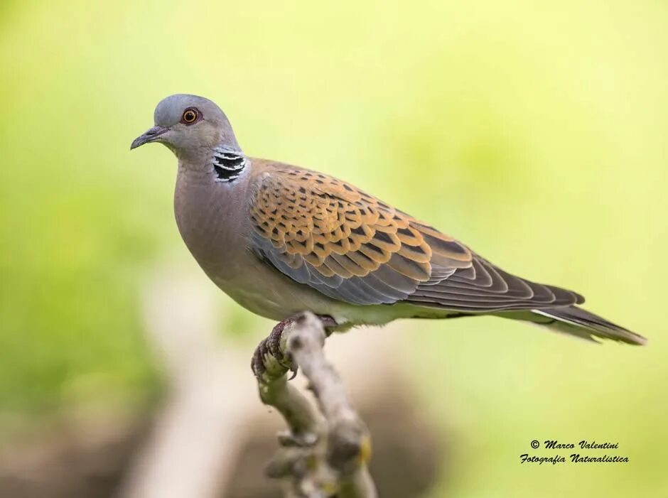 Птица горлица фото и описание Streptopelia turtur/Marco Valentini Turtle dove, Birds, Doves