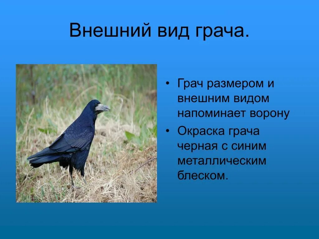 Птица грач фото и описание PPT - ГРАЧ - ПТИЦА ПЕРЕЛЁТНАЯ. PowerPoint Presentation - ID:6584376