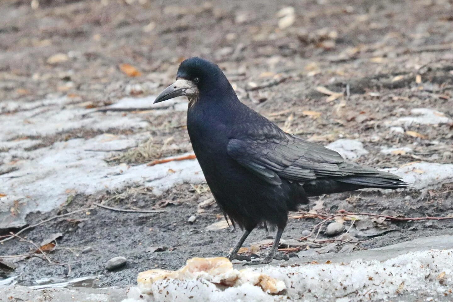 Птица грач фото и описание Rook (Corvus frugilegus). Birds of Siberia.