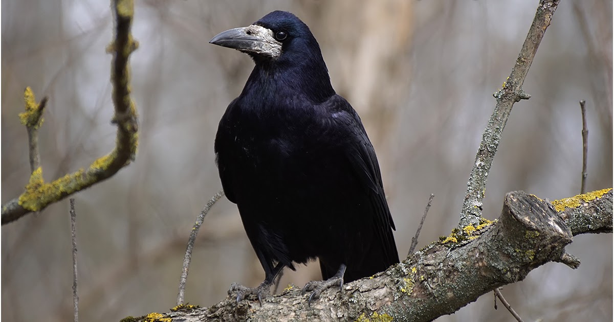 Грач (60 фото): описание птицы, чем питается и где обитает Corbeau freux, Corbea