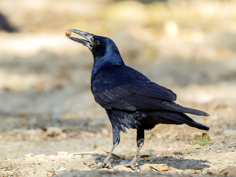 Птица грач фото и описание Rook - eBird Rook, Bird, Bird species