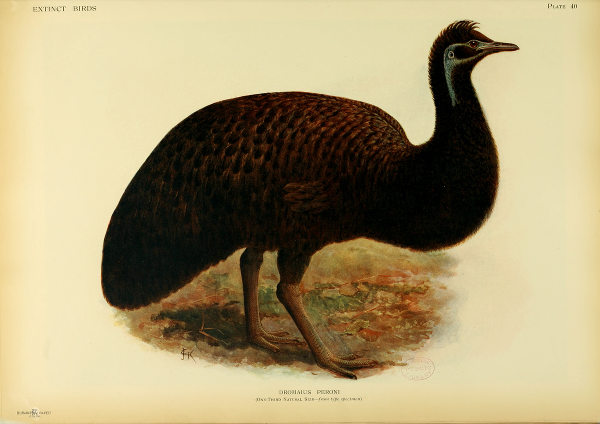 Птица исчезнувшая по вине человека фото File:Extinctbirds1907 P40 Dromaius peroni0371.png - Wikipedia