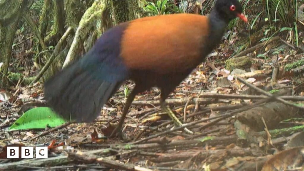 Птица исчезнувшая по вине человека фото Rare black-naped pheasant pigeon found by scientists again after 140 years - BBC