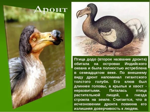 Птица исчезнувшая по вине человека фото November 6 - Day of Remembrance of Animals Killed by Humans Species of animals, 