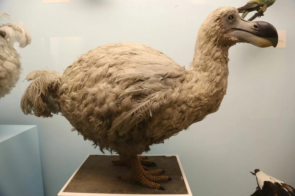 Птица исчезнувшая по вине человека фото File:Dodo, Natural History Museum, London 2.JPG - Wikipedia