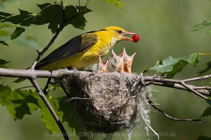 Птица иволга фото и описание Sárgarigó in 2021 Golden oriole, Bird, Orioles