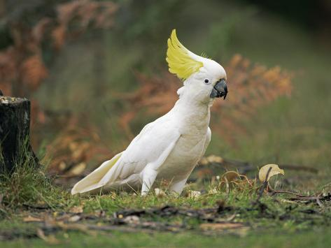 Птица какаду фото mowhawk penguin photography - Google Search Cockatoo, Pet birds, Australian bird