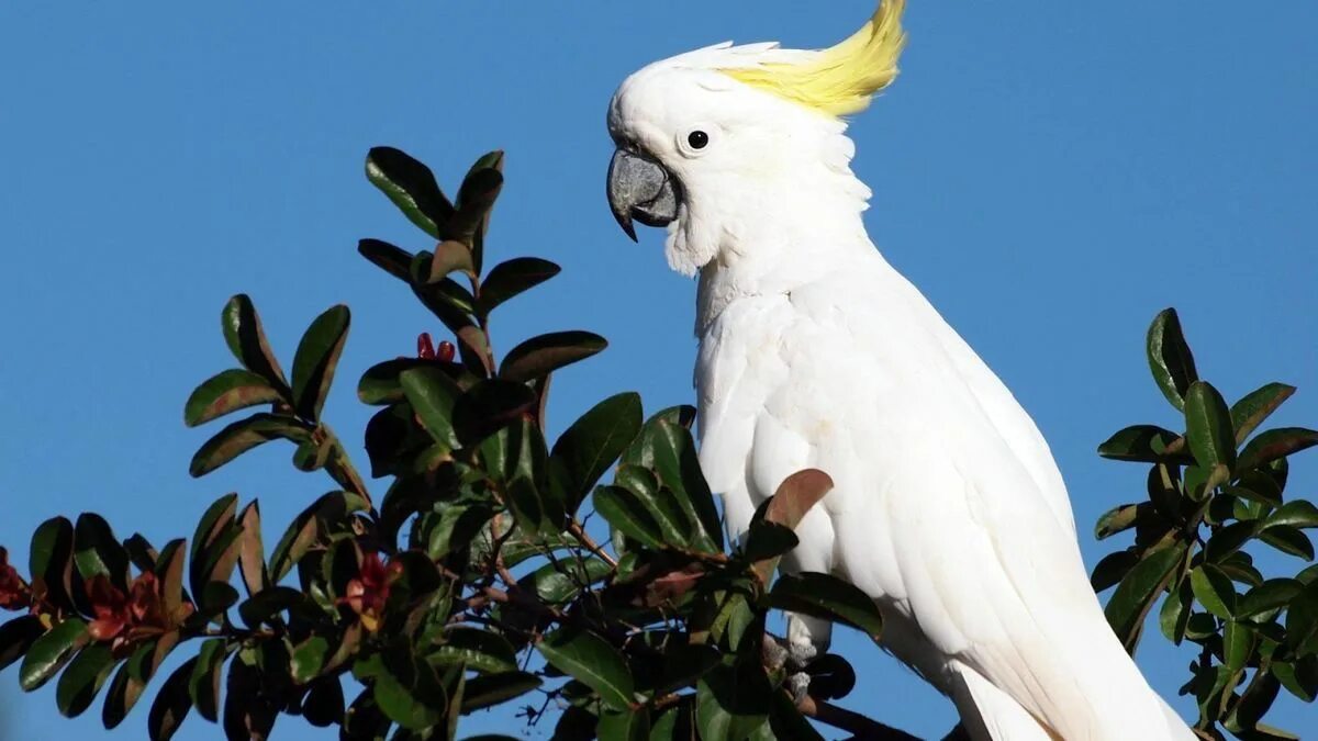 Птица какаду фото Sulphur Crested Cockatoo Parrot wallpaper, Cockatoo, Parrot