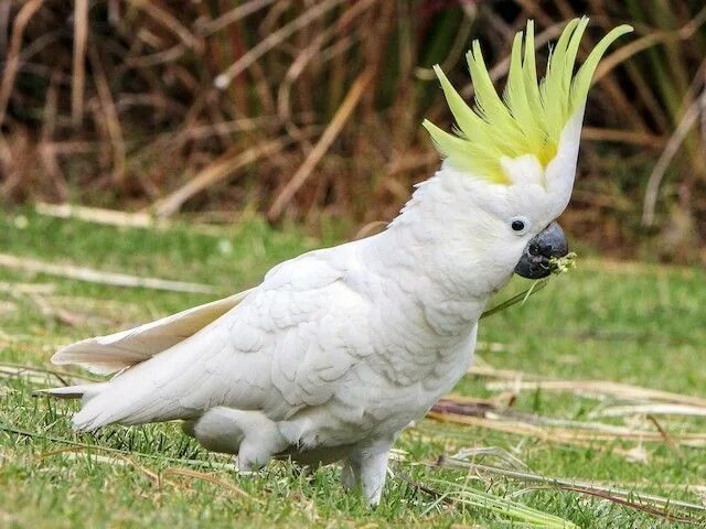 Птица какаду фото Cockatoos Cockatoo, Parrot, Surviving in the wild