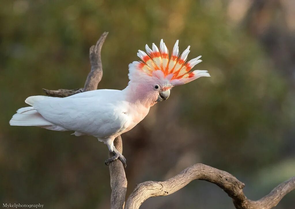 Птица какаду фото Major Mitchell’s Cockatoo's Major Mitchell’s Cockatoo's Lo. Flickr