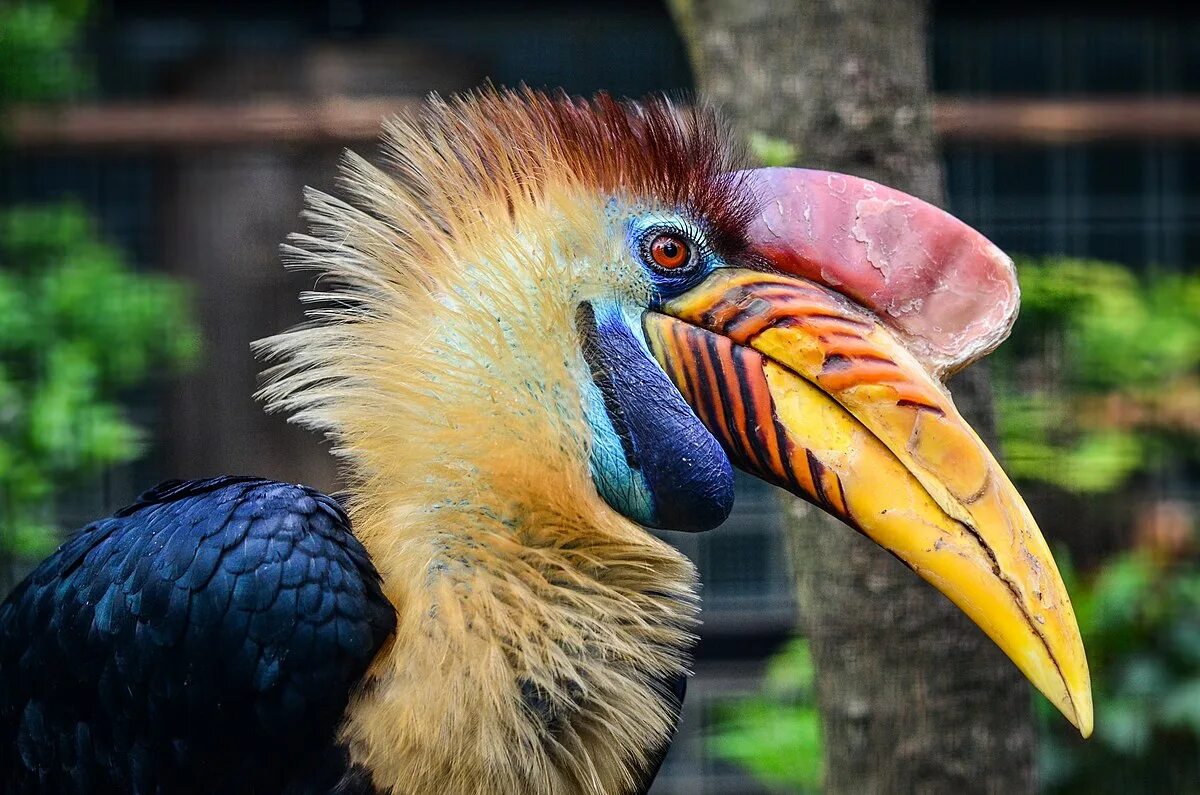 Птица калао фото Fichier:Aceros cassidix (Knobbed Hornbill - Helmhornvogel) - Weltvogelpark Walsr