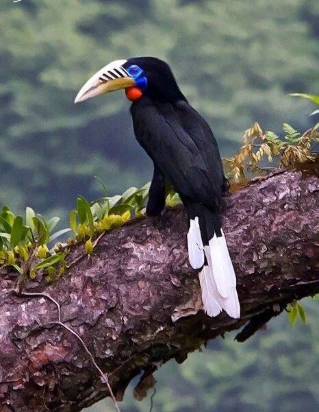 Птица калао фото Rufous-necked Hornbill - Gorgeous Bird of South Asia Most beautiful birds, Wild 