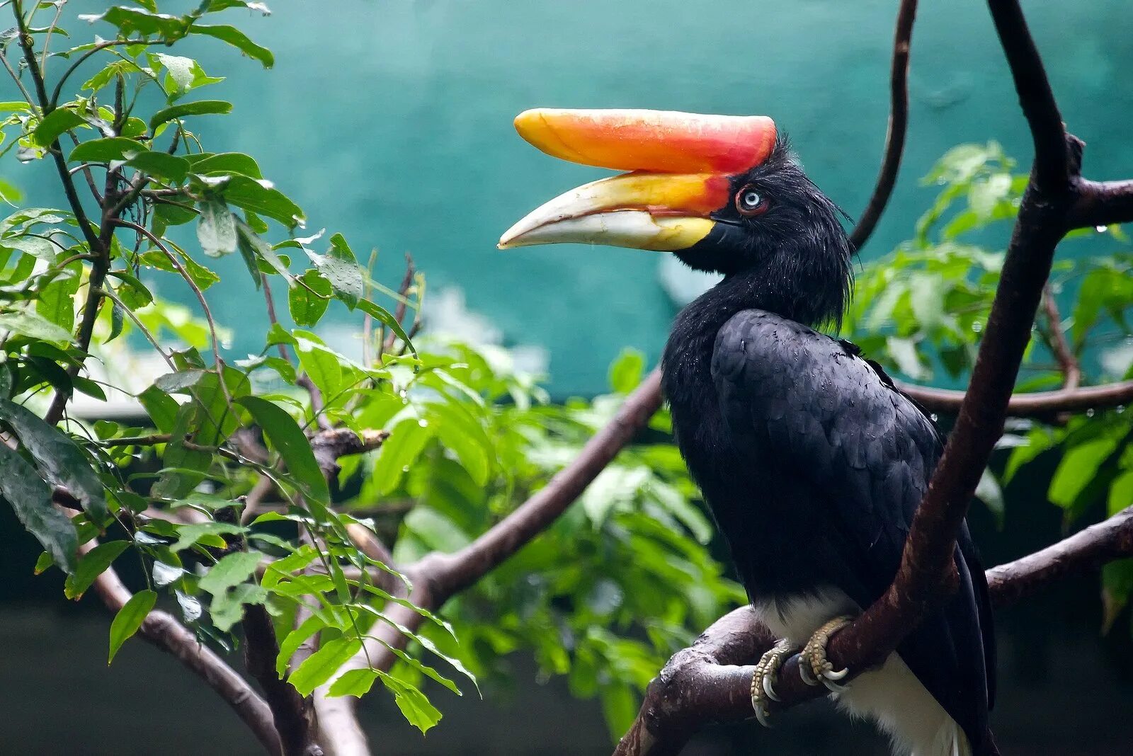 Rhinoceros hornbill (Buceros rhinoceros) - YouTube