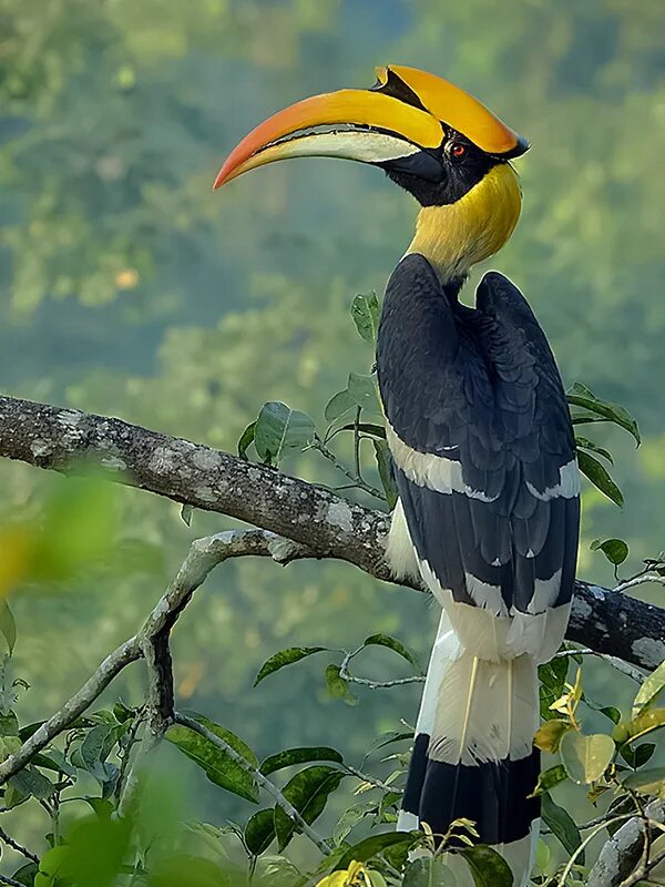 Птица калао фото Great hornbill - Wikipedia