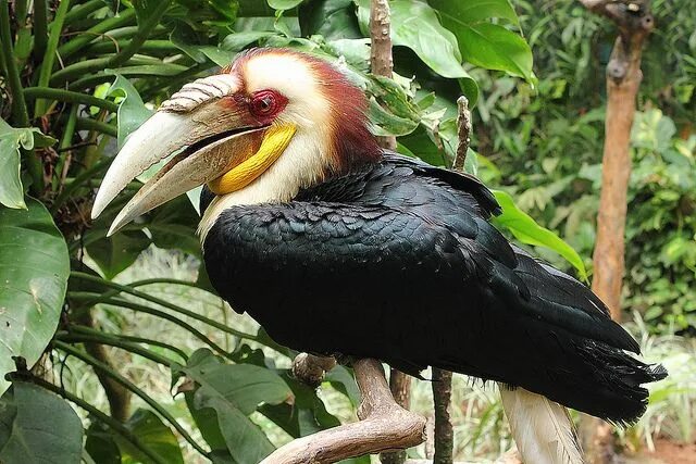 Птица калао фото Пин от пользователя Ernesto Vallejos на доске Aves: Tucanes y hornbill Калан