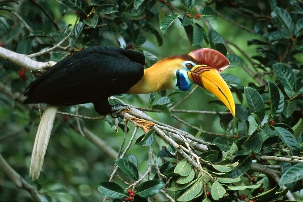 Птица калао фото Sulawesi Red-knobbed Hornbill male in fruiting Fig tree Sulawesi Indonesia Poste