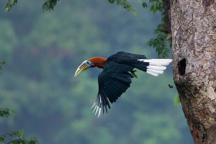 Птица калао фото File:Rufous Necked Hornbill.jpg - Wikipedia