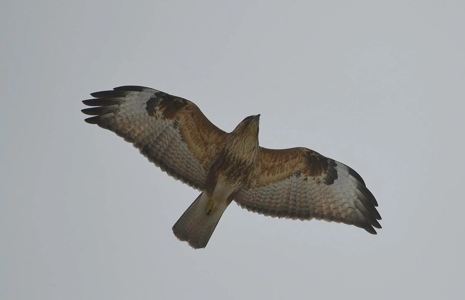 Птица канюк фото и описание Канюк (Buteo buteo). Птицы Сибири.