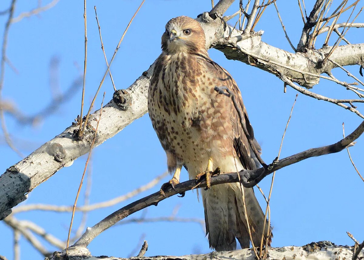 Птица канюк фото и описание Common Buzzard (Buteo buteo). Birds of Siberia.