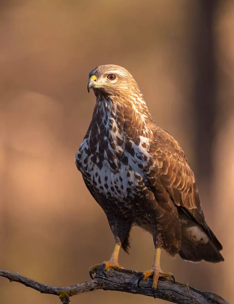 Птица канюк фото и описание Обыкновенный канюк, или сарыч - Buteo buteo / Статьи / Птицы Европы