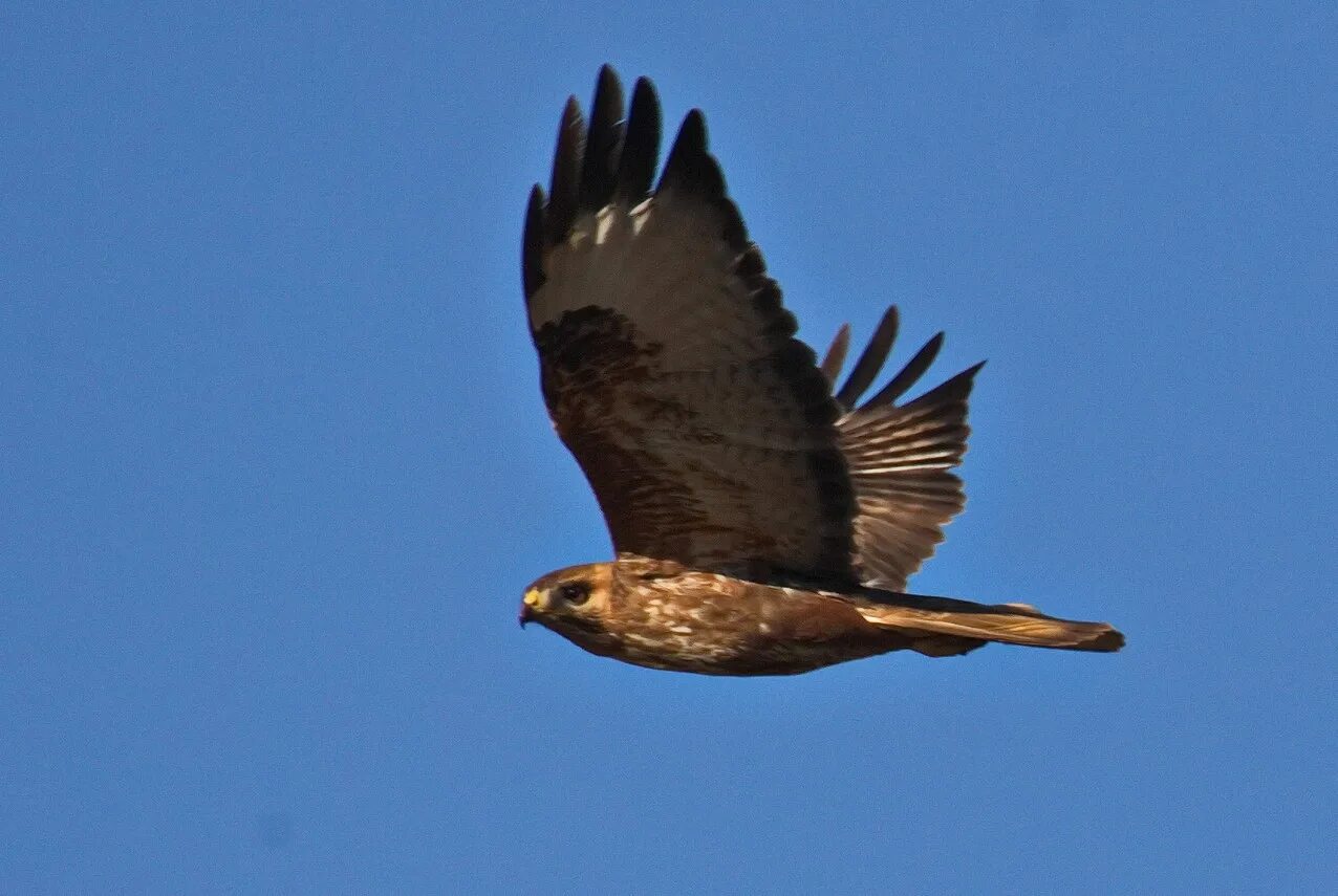 Птица канюк фото и описание Канюк (Buteo buteo). Птицы Сибири.