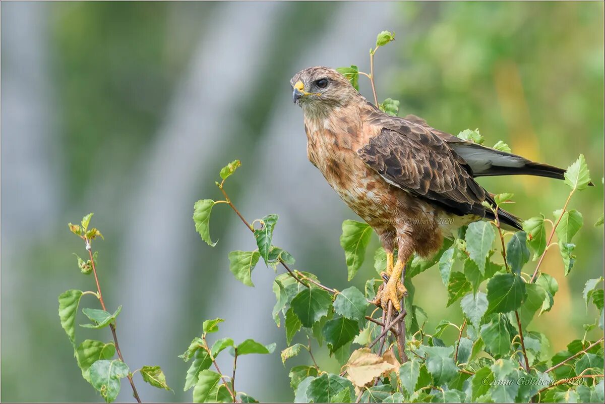 Птица канюк фото и описание Канюк (Buteo buteo). Птицы Сибири.